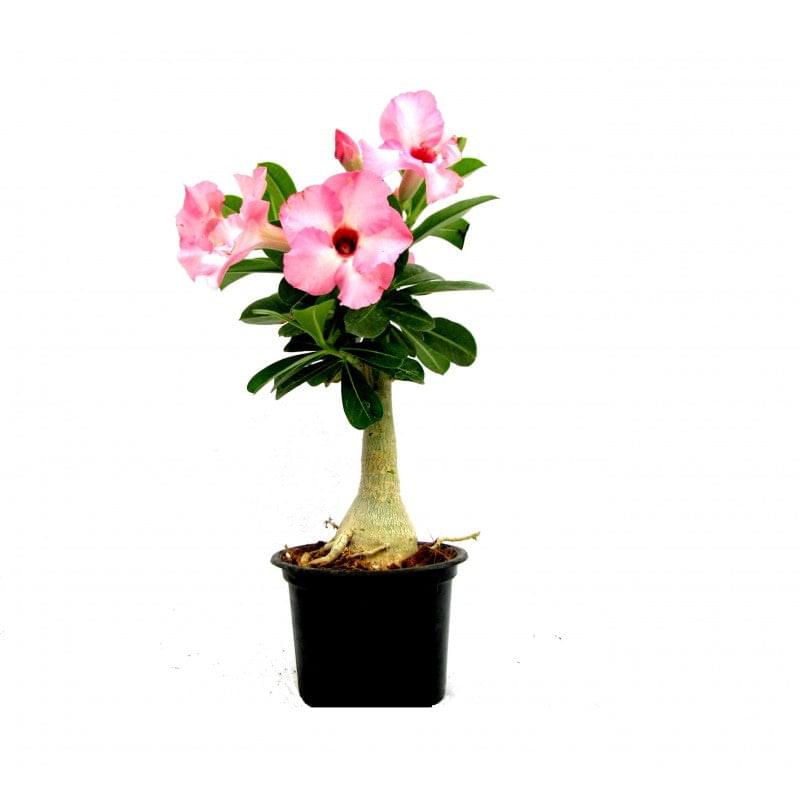 Adenium Plant.