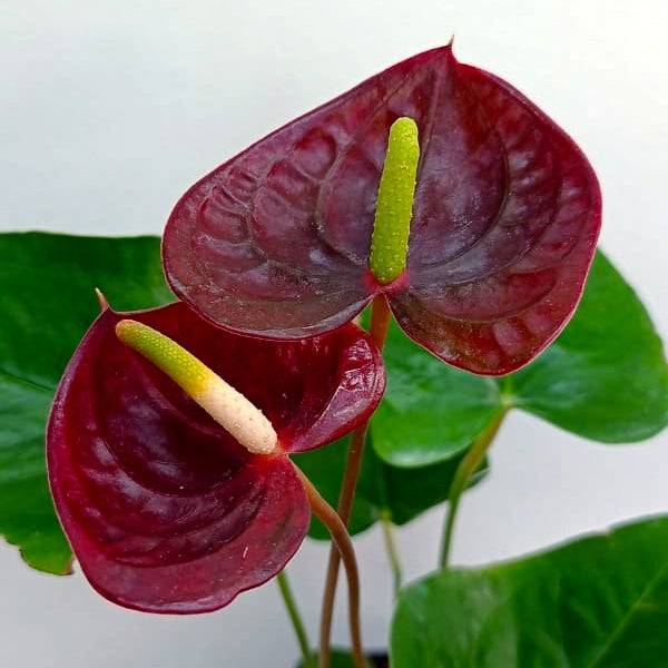 Anthurium Plant.