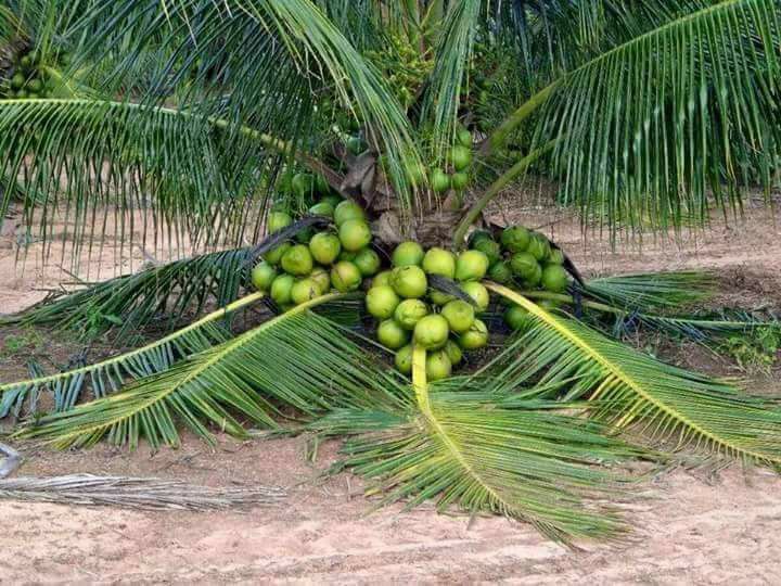 Grafted Coconut Plant.