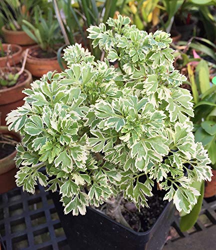 Aralia Variegated Plant.