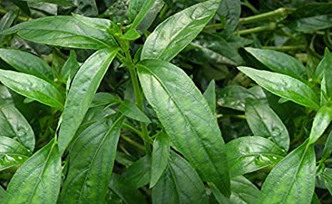 Andrographis paniculata - Nilavembu - Siriyanangai Plant.