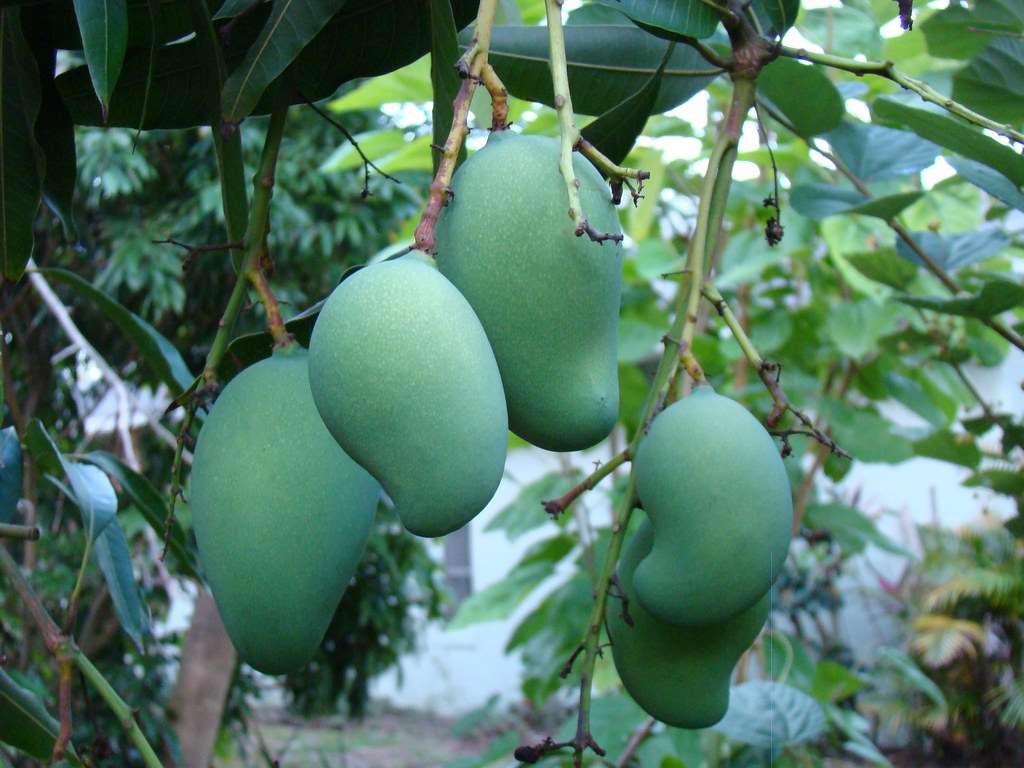 Grafted Mallika Mango Plant.