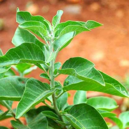 Ashwagandha Plant.