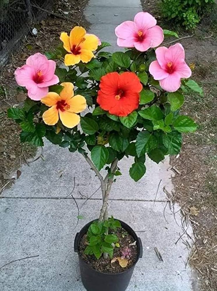 3 in 1 Color Hibiscus Plant