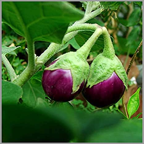 Brinjal Purple small round Seed Balls.