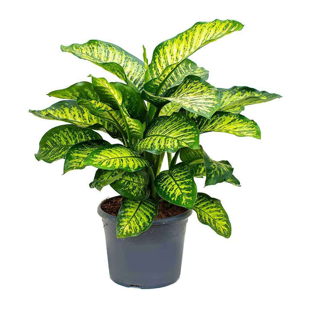 Dieffenbachia Sparkles Plant.
