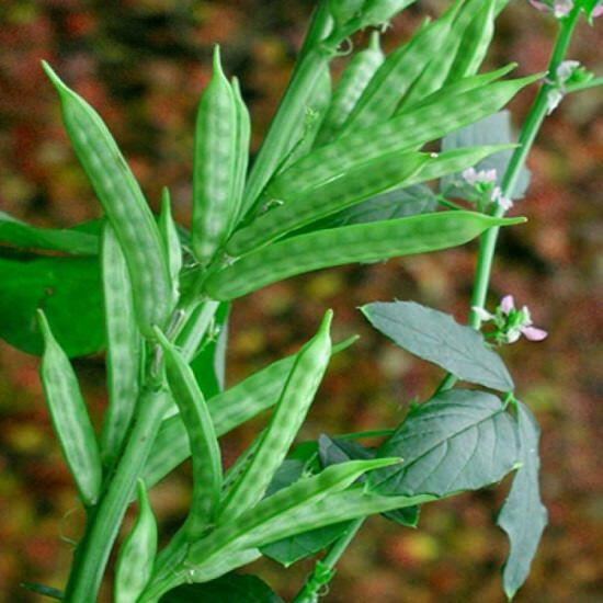 Cluster Beans Vegetable Seed Balls.