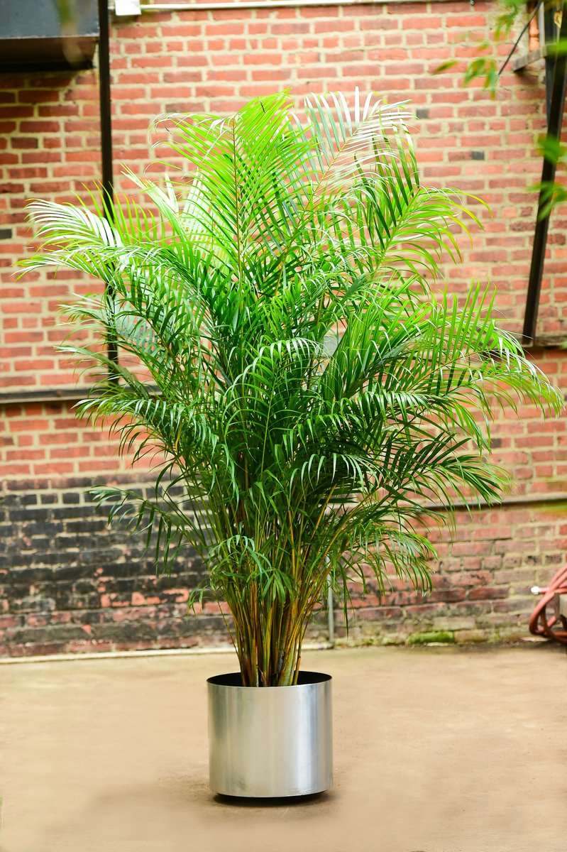 Areca Palm Plant Big.
