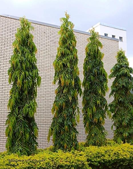 Ashoka Tree Sapling.