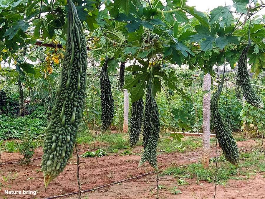 Bitter Gourd - Long Seed Balls.