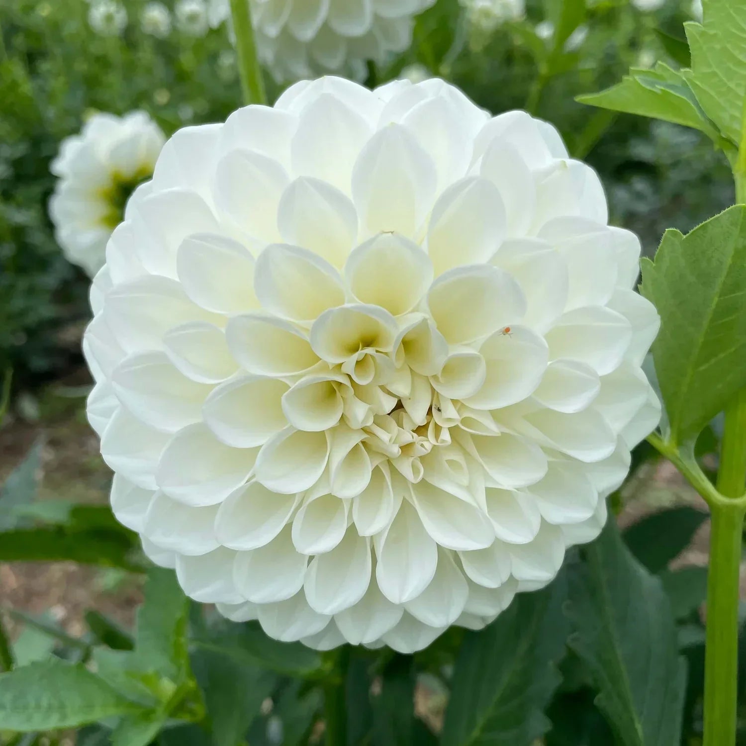 Dahlia Plant - Dahlia pinnata