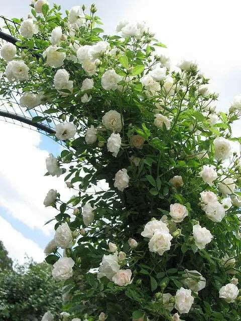 Climbing White Rose Plant.