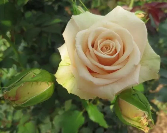 Creamish Sandal Rose Plant.