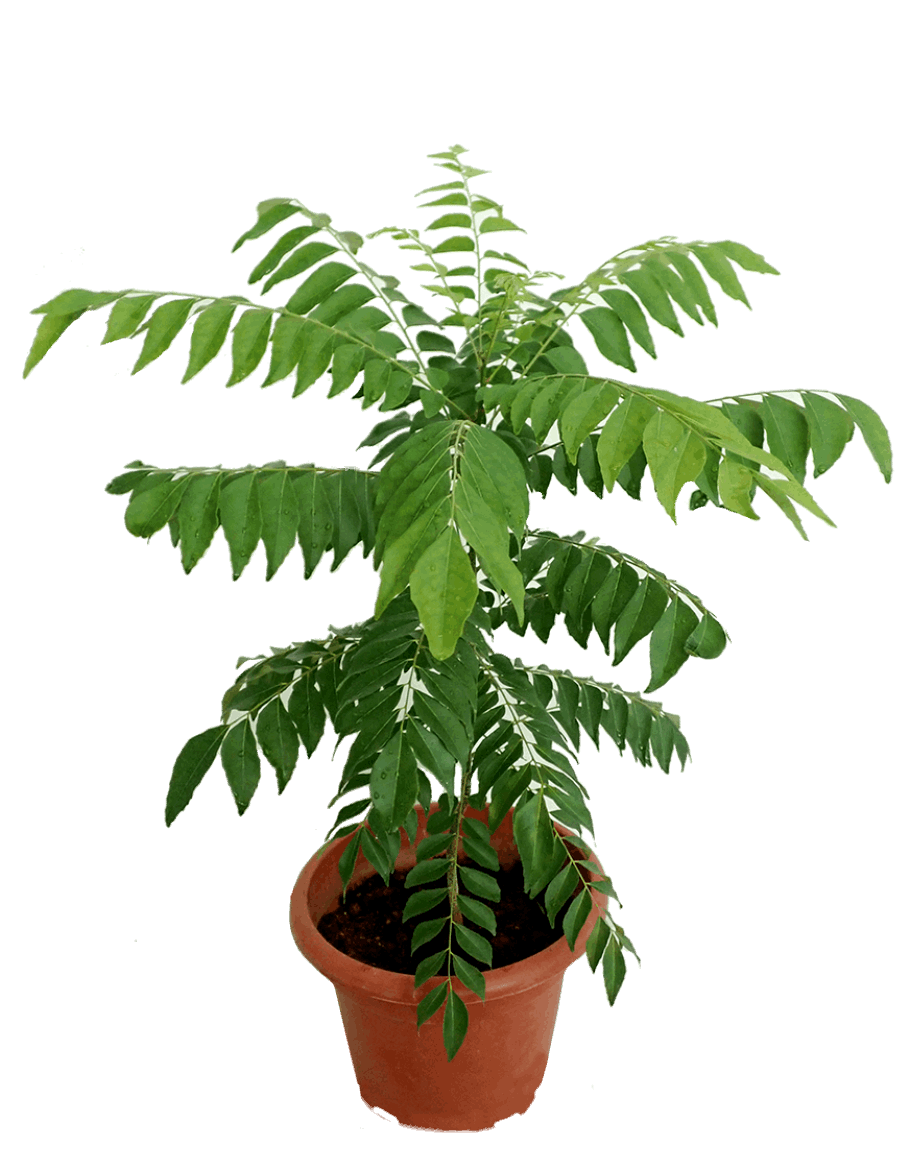 Curry Leaf - Kadi Patta Plant.