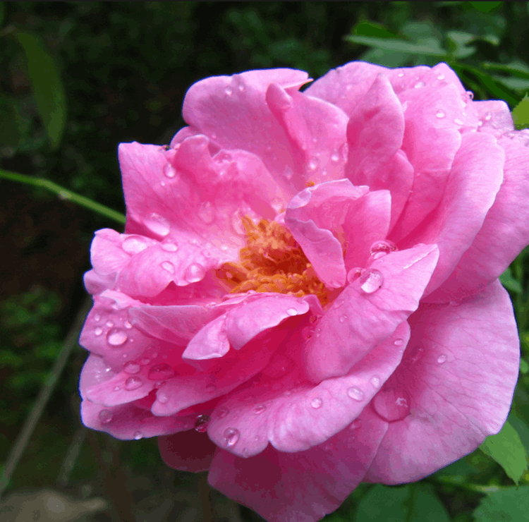 Damascus Rose - Scented Rose - Baby Pink Paneer Rose Plant.