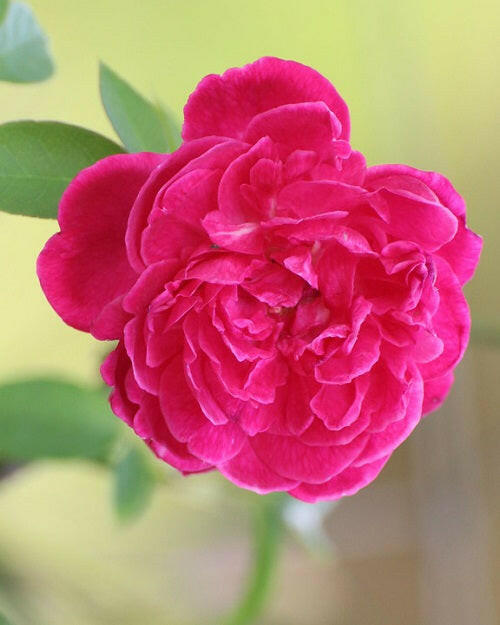 Damascus Rose - Scented Rose - Dark Pink Paneer Rose Plant.