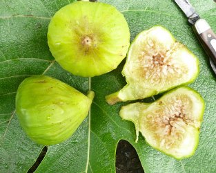 Grafted Fig White Fruit Plant.
