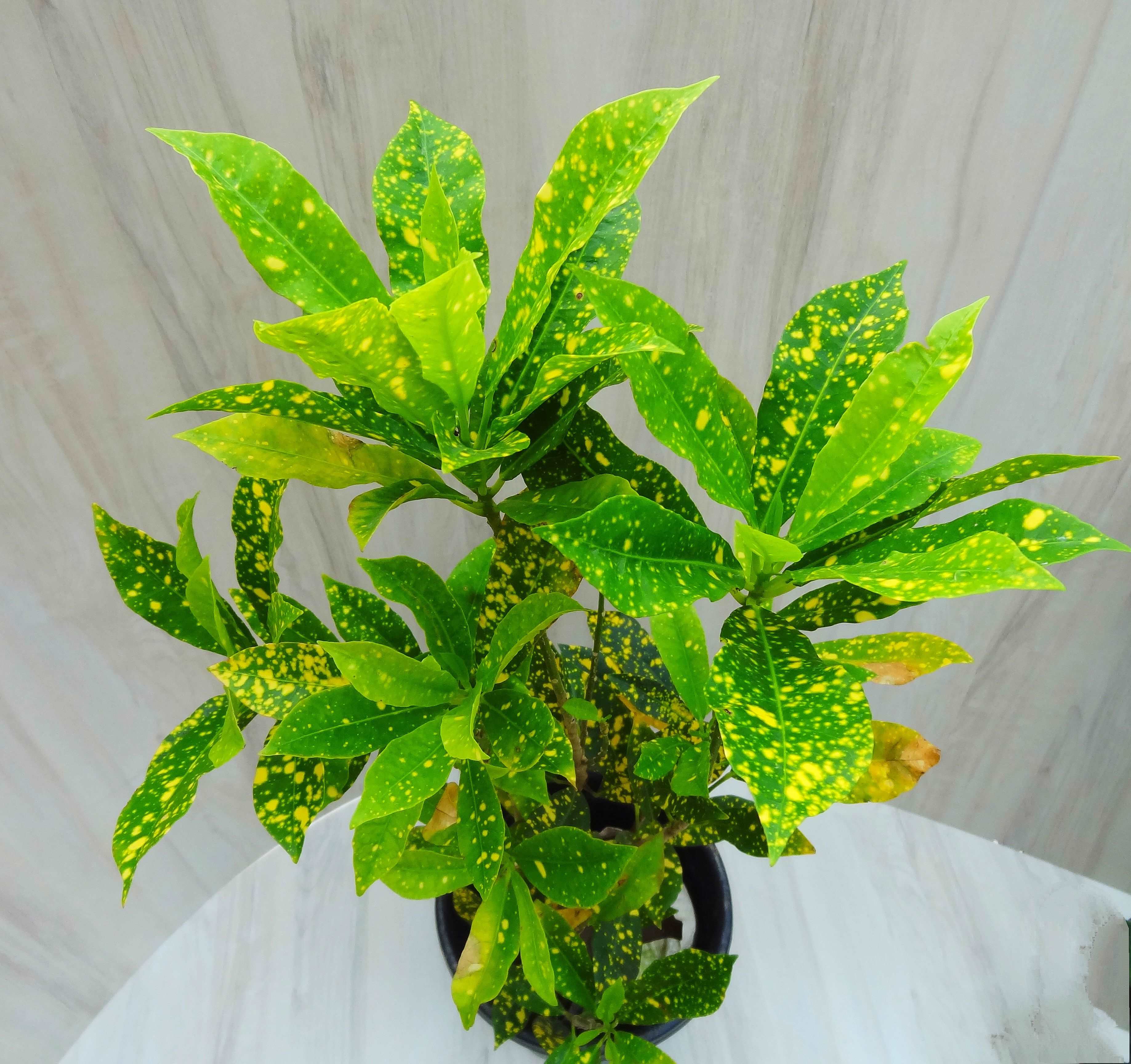 Croton Plant - Gold Dust Big Leaf Plant.