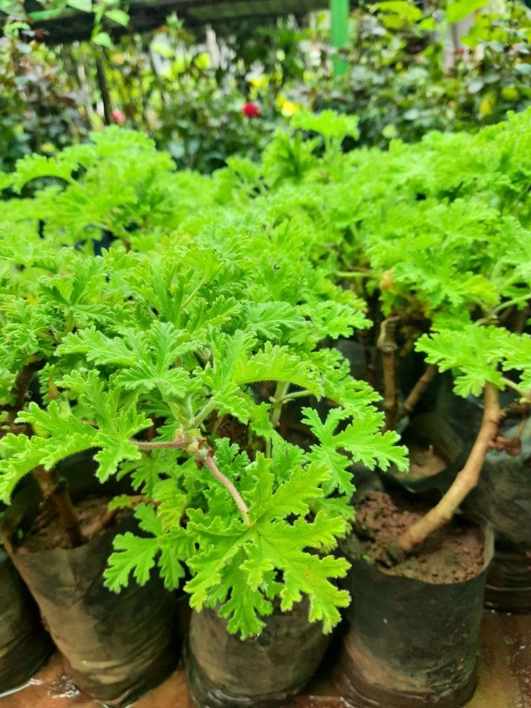 Paneer Leaf Plant - Withania coagulans.