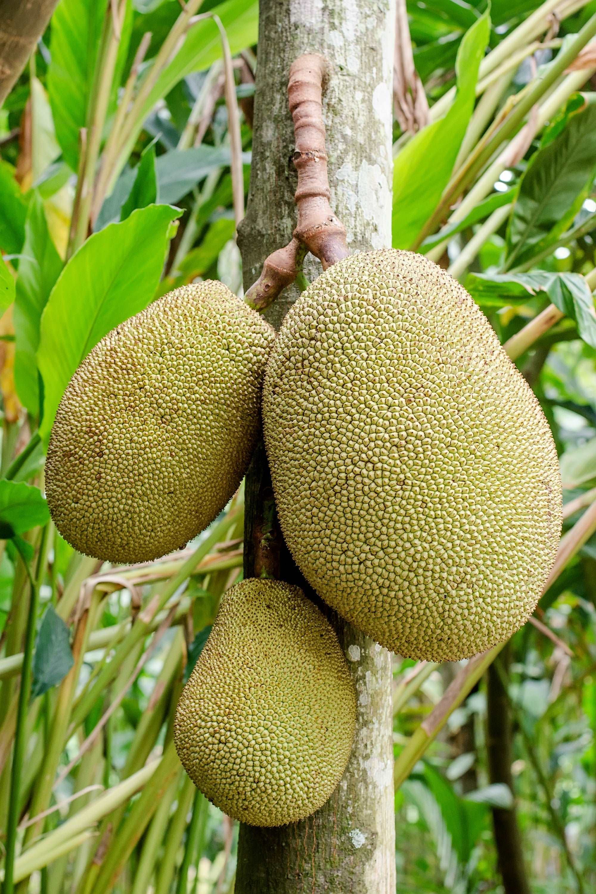 Grafted Jack Fruit Plant.