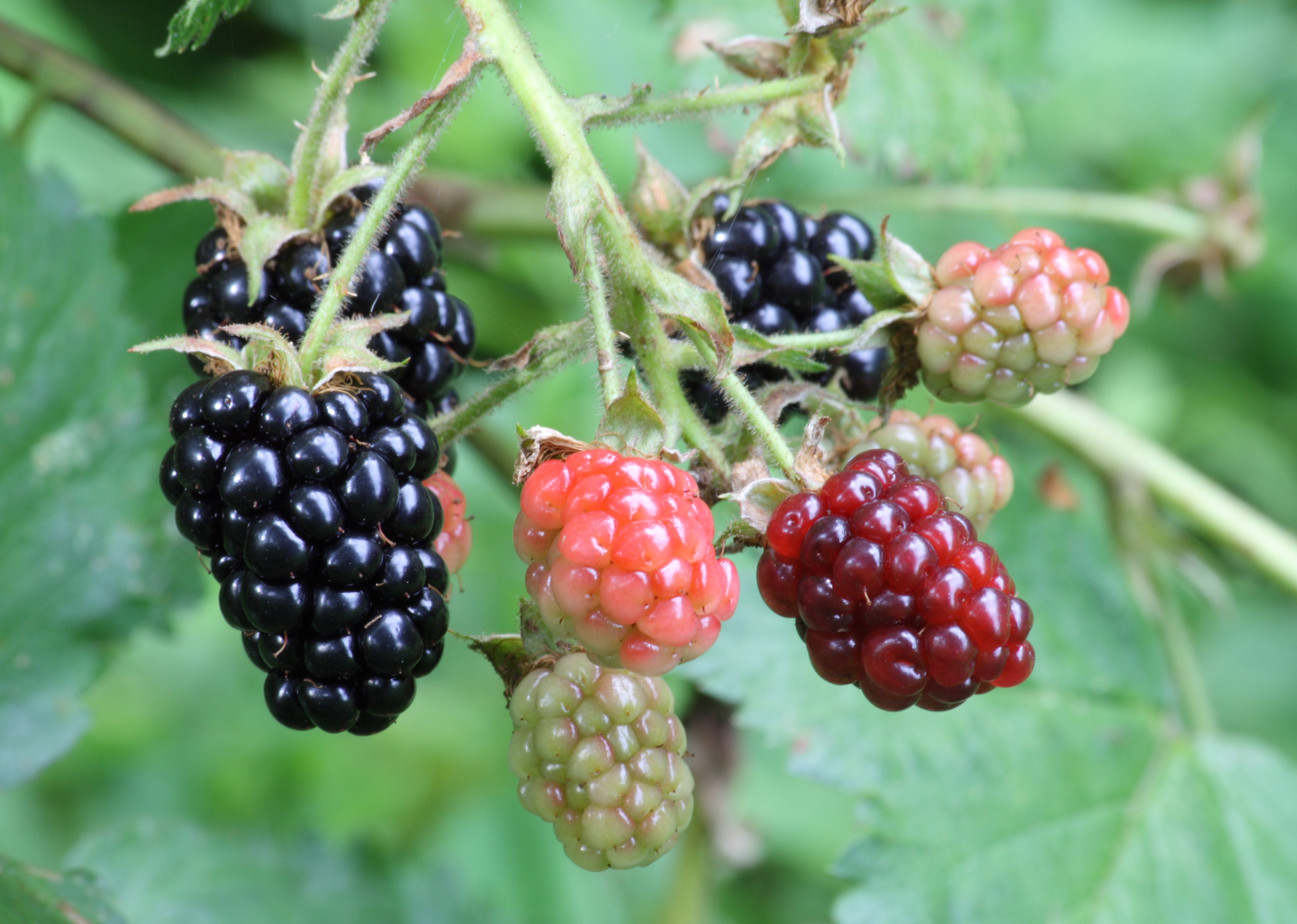 Grafted Blackberry Fruit Plant