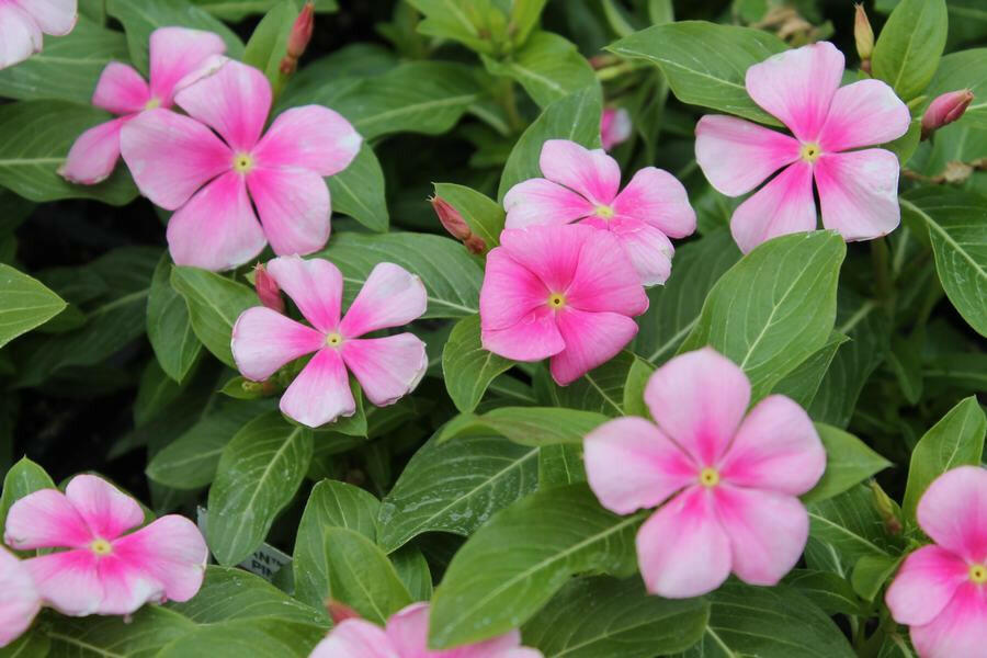 Baby Pink Vinca Plant.