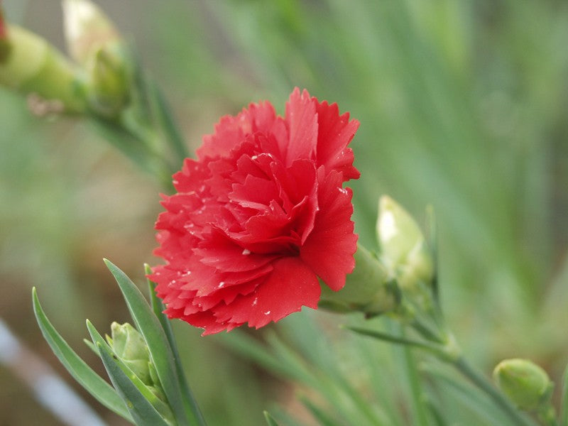 Carnation Red Plant.