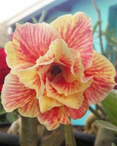 Adenium Plant.