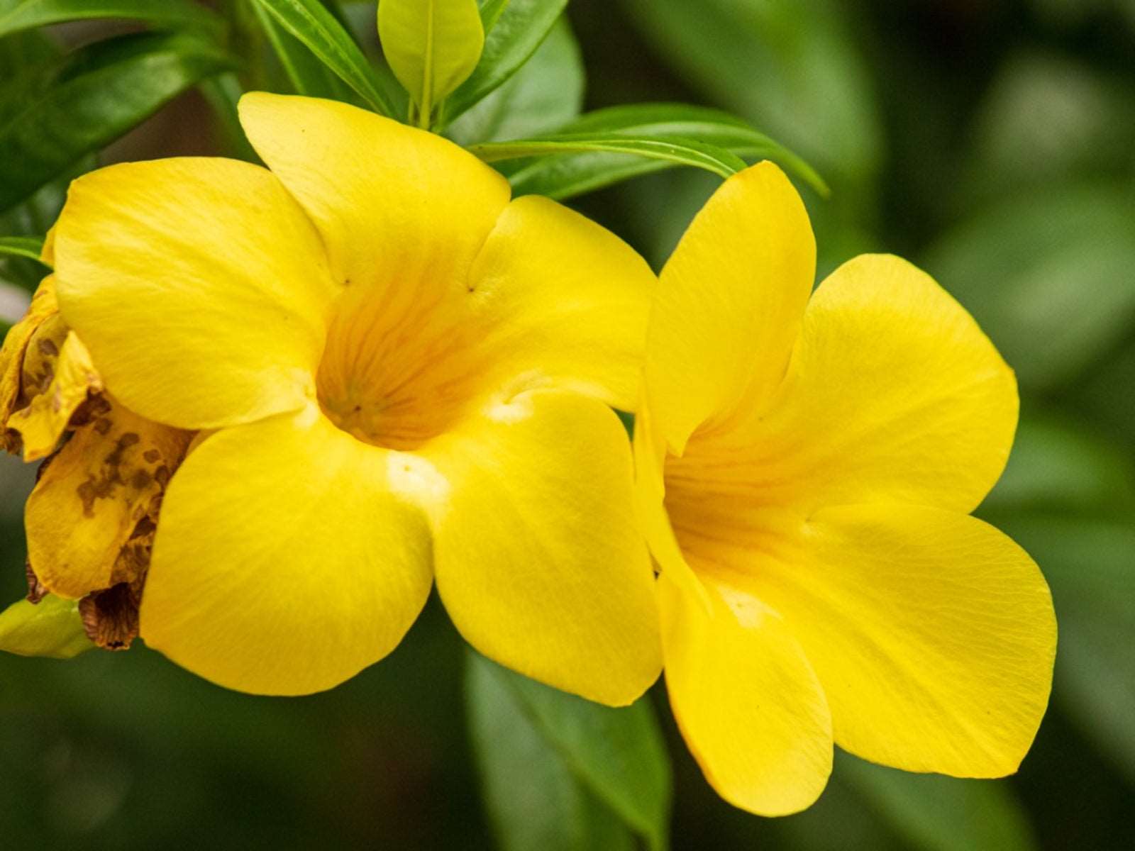 Allamanda Plant.