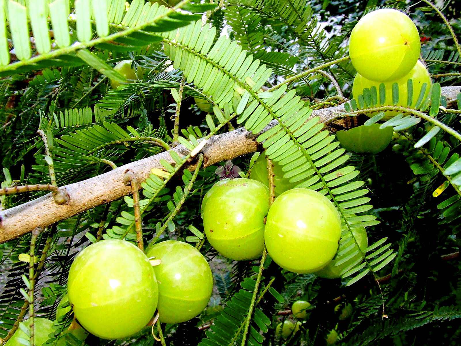 Grafted Amla Fruit Plant.