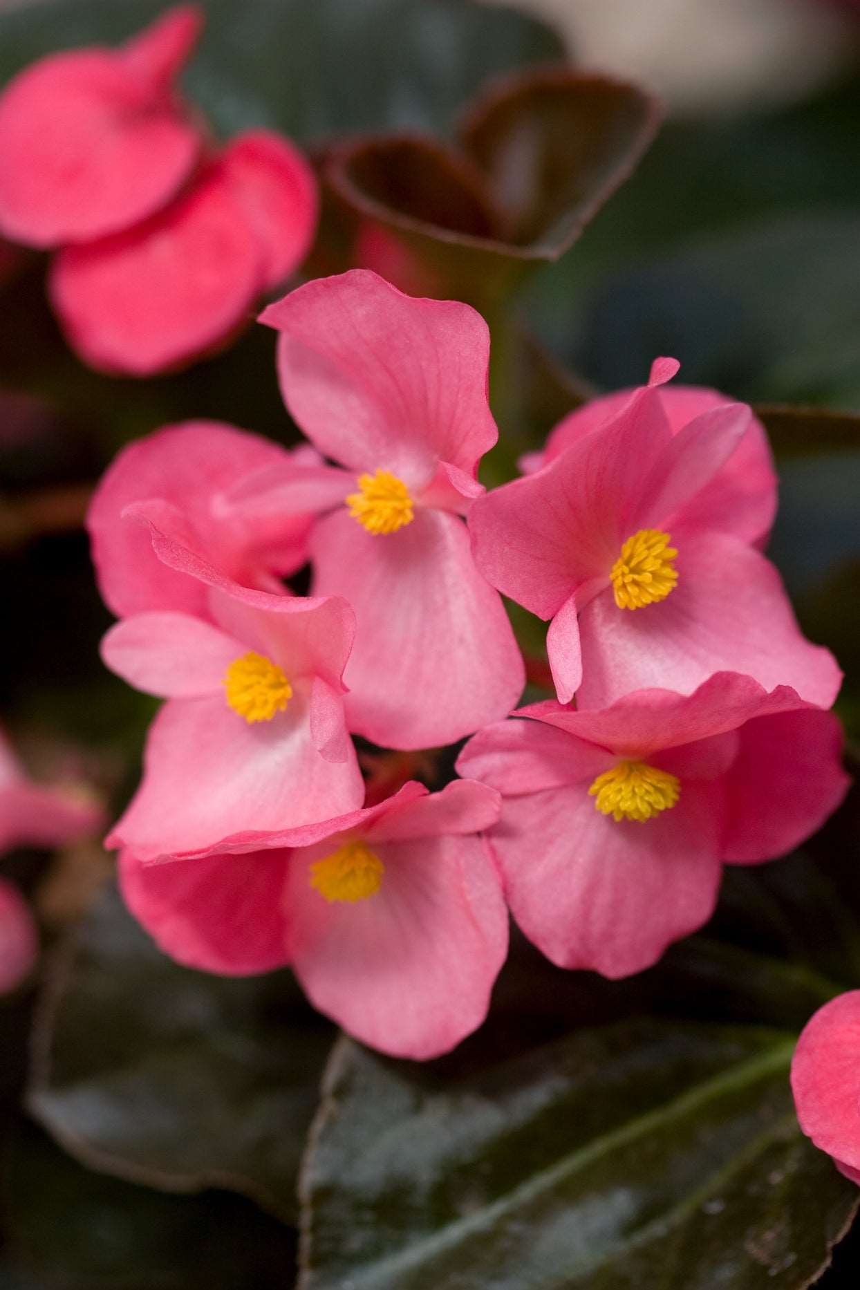 Begonia Pink Plant.