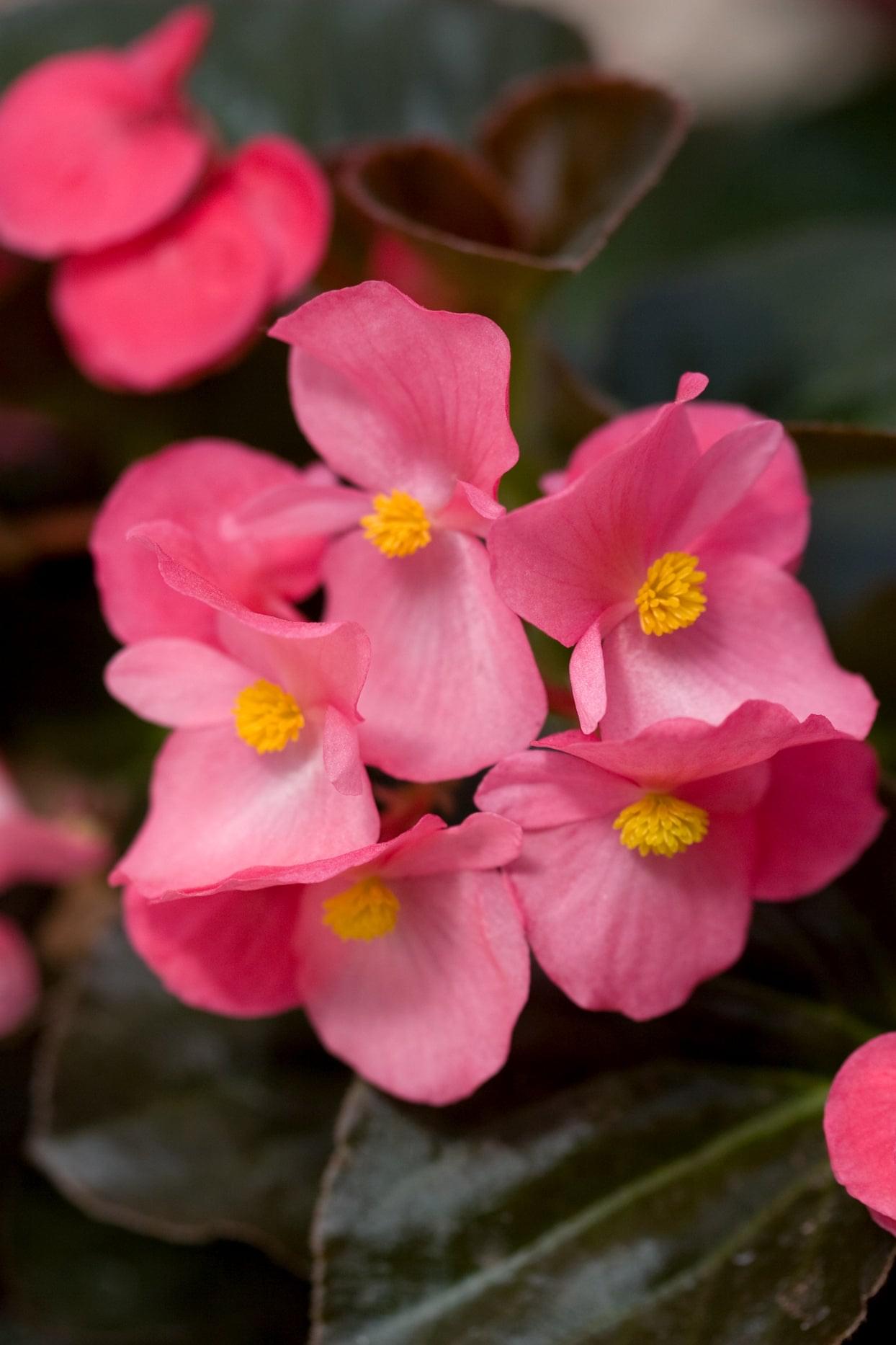 Begonia Pink Plant.