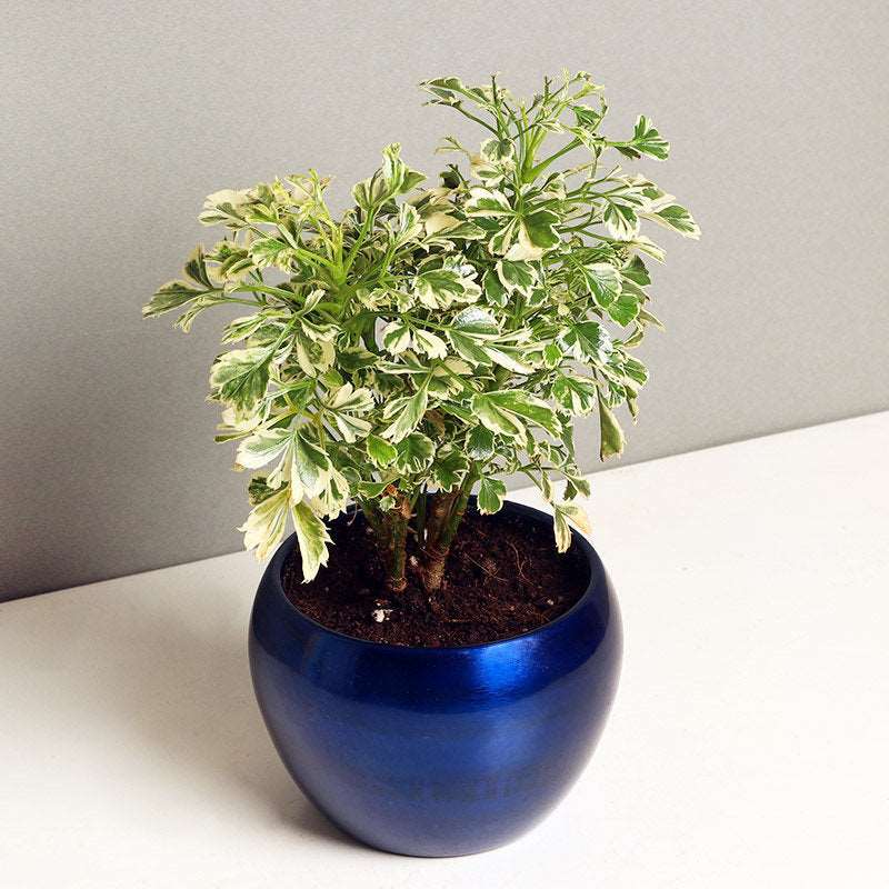 Aralia Variegated Plant.