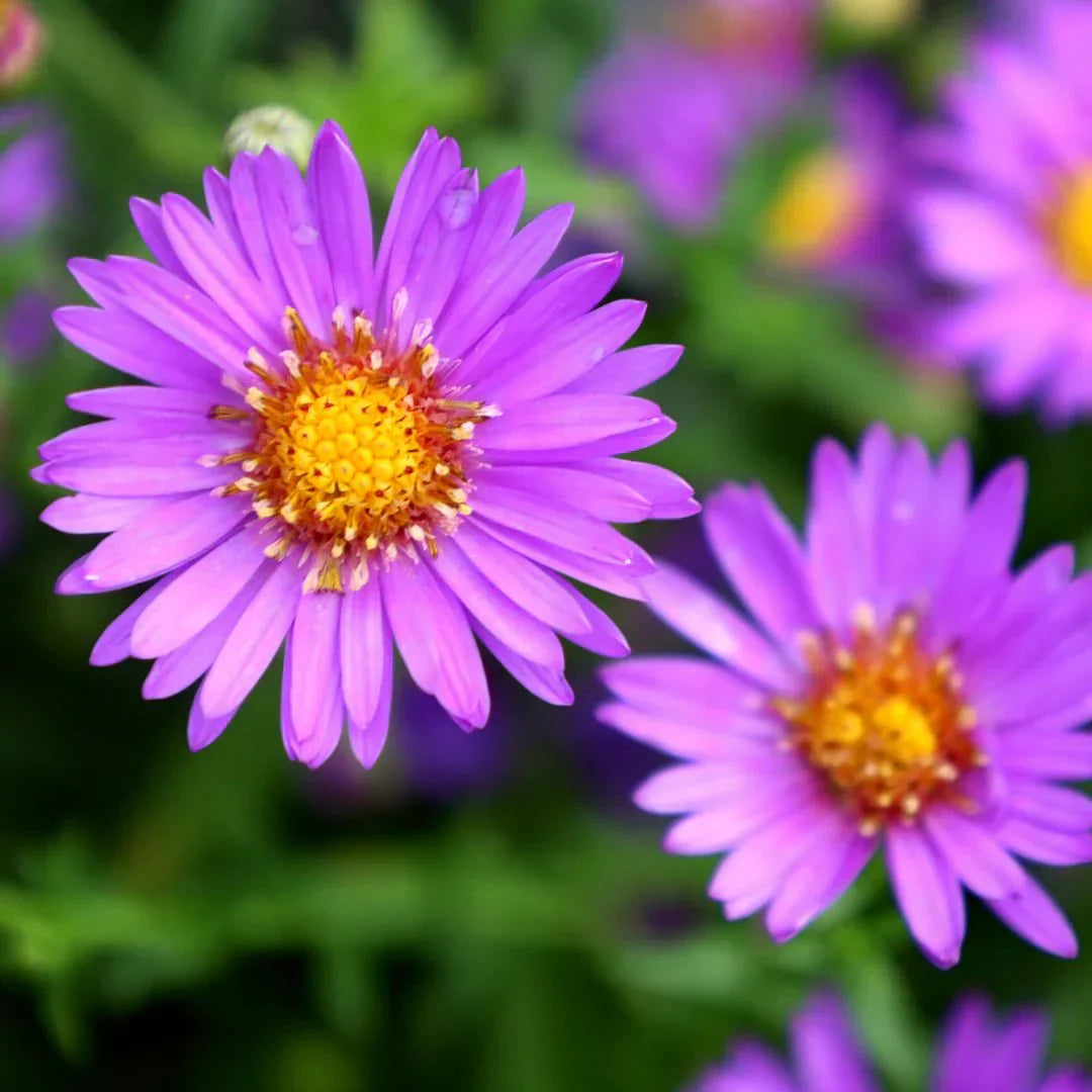 Aster Plant - Aster amellus