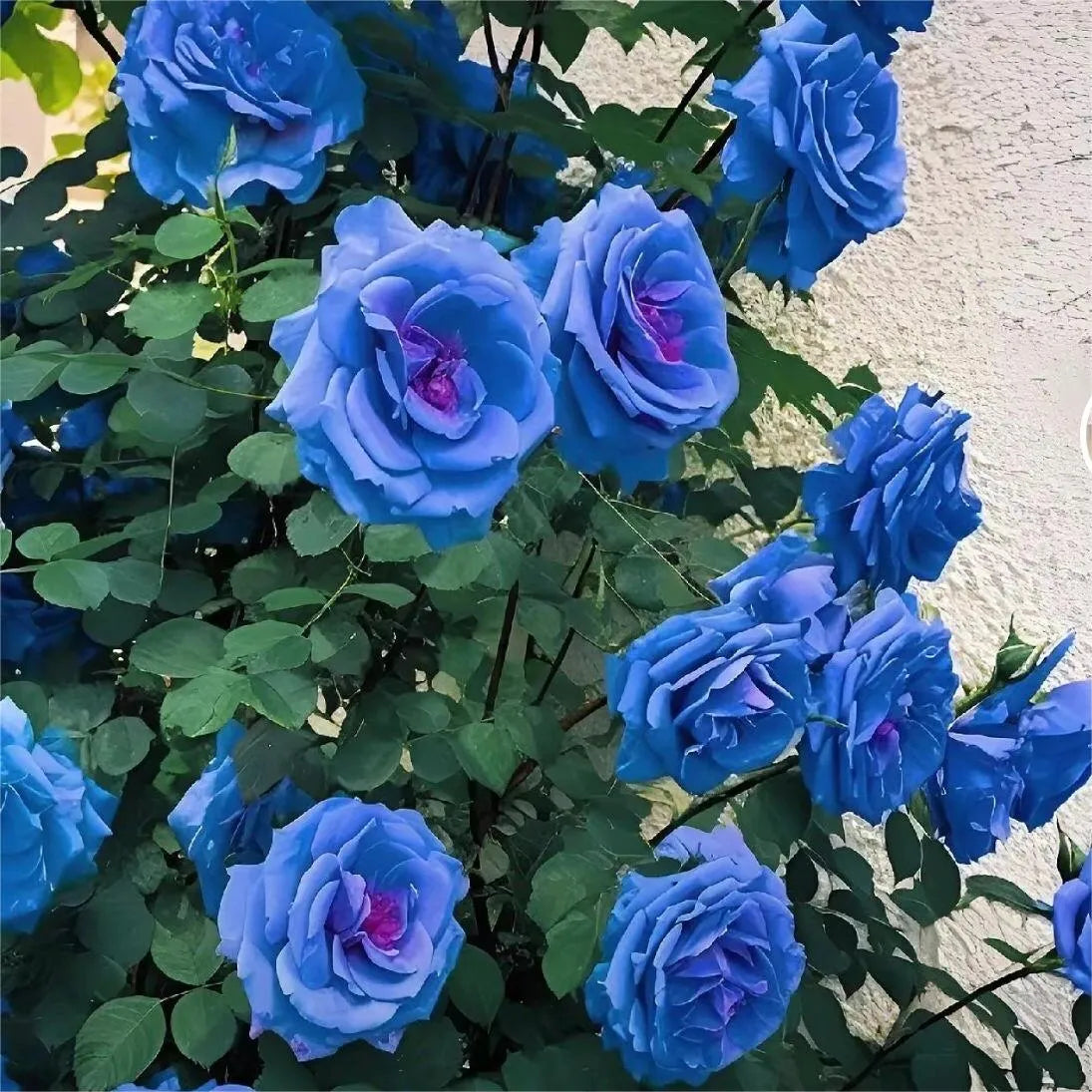 Blue Climbing Rose Plant Flower Seed Balls - Just Throw & Grow