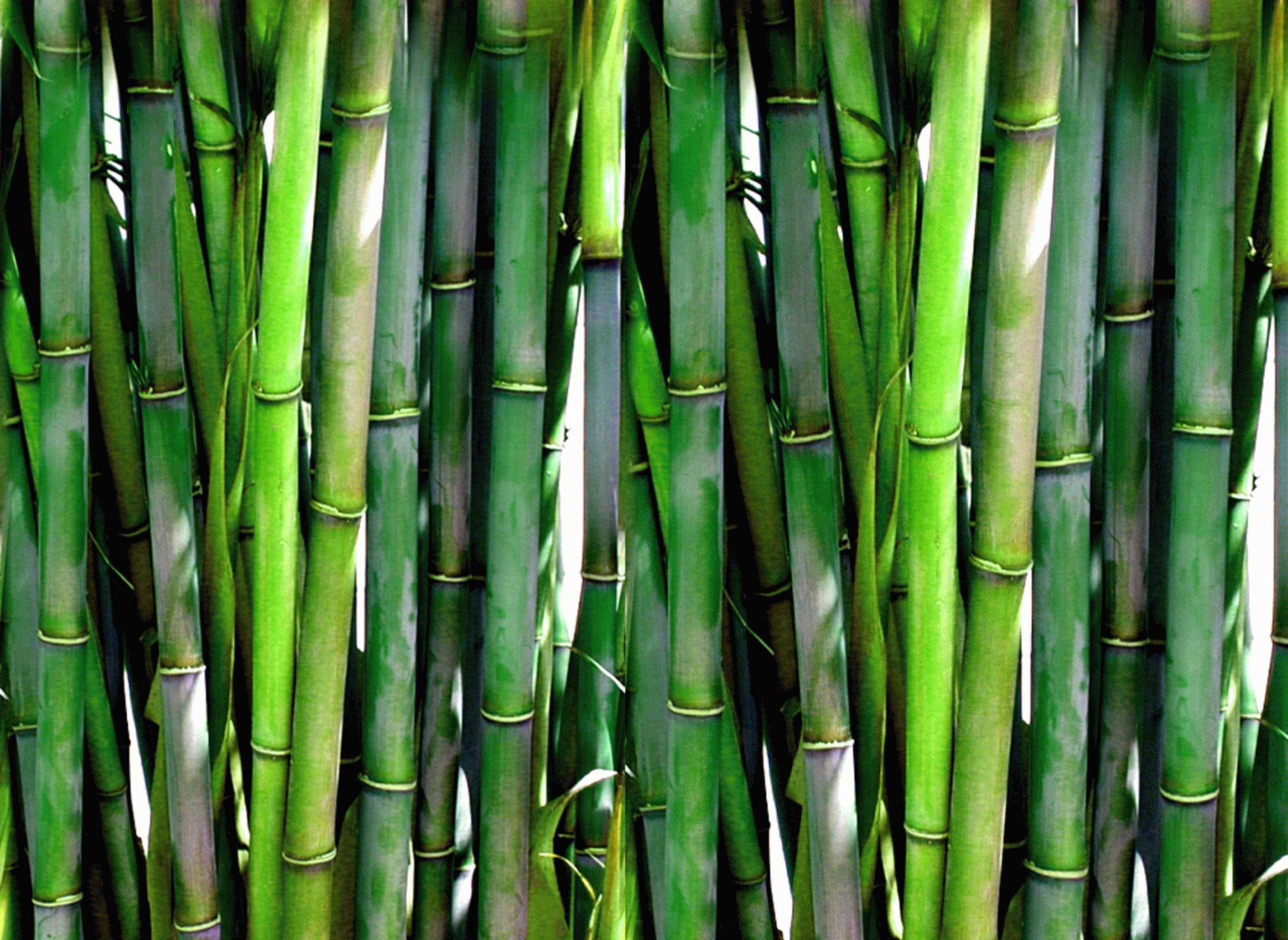 Bheema Bamboo Plant.