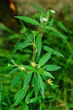 Bhringaraj Plant - False Daisy.