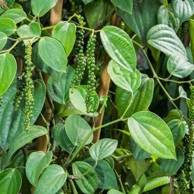 Black Pepper Plant.