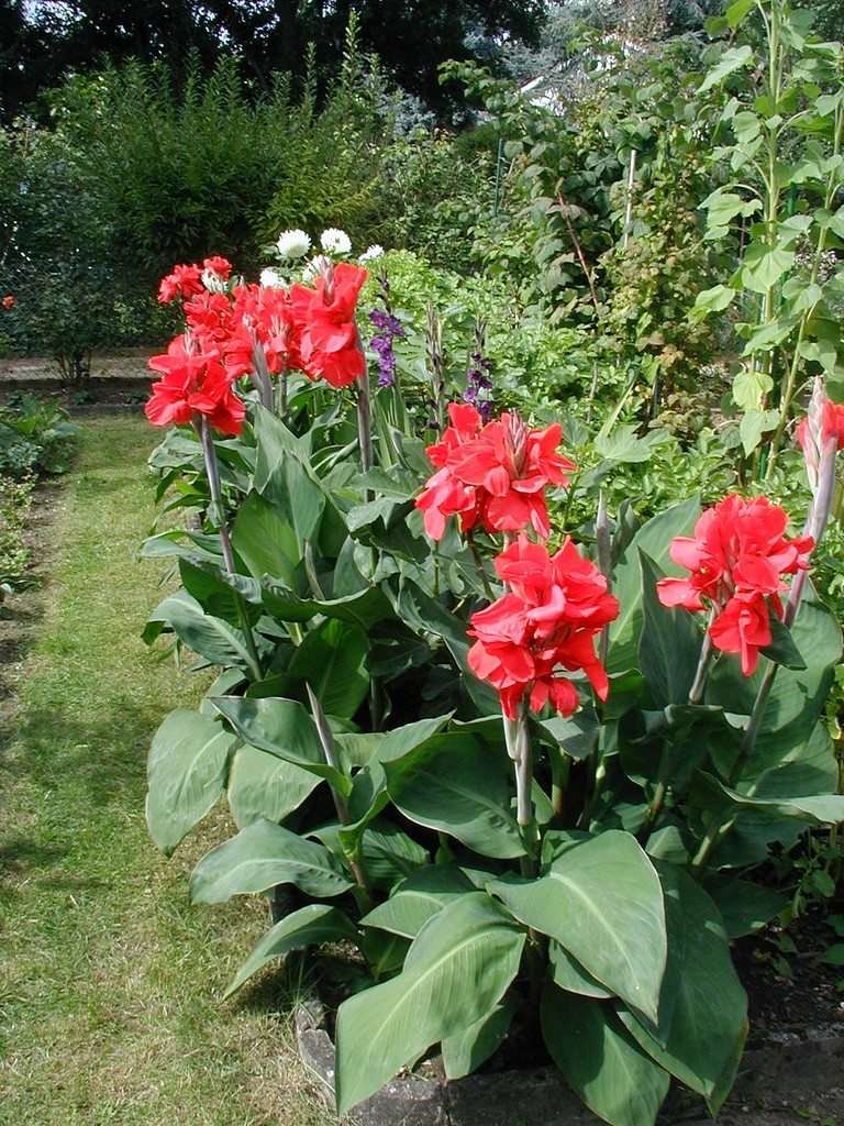 Canna Red Plant.