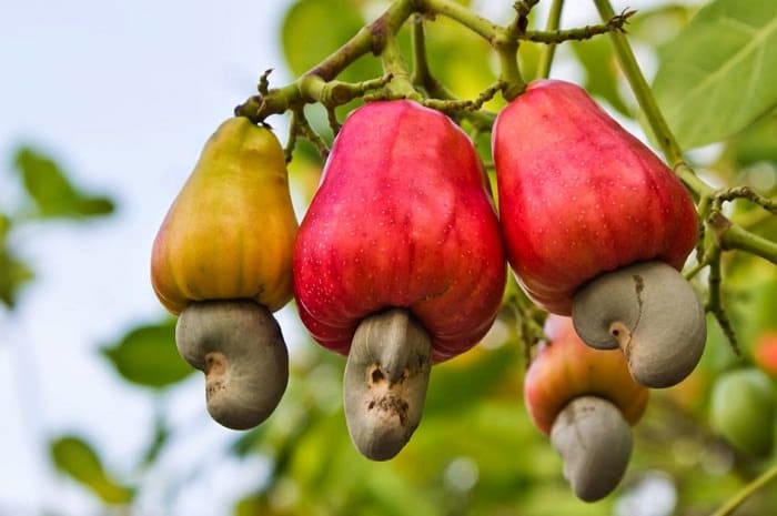 Grafted Cashew Nut Fruit Plant.