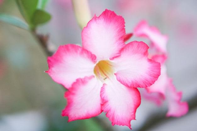 Adenium Plant.