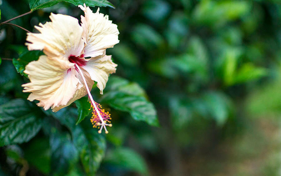 Cream Hibiscus Plant - Gudhal Plant.