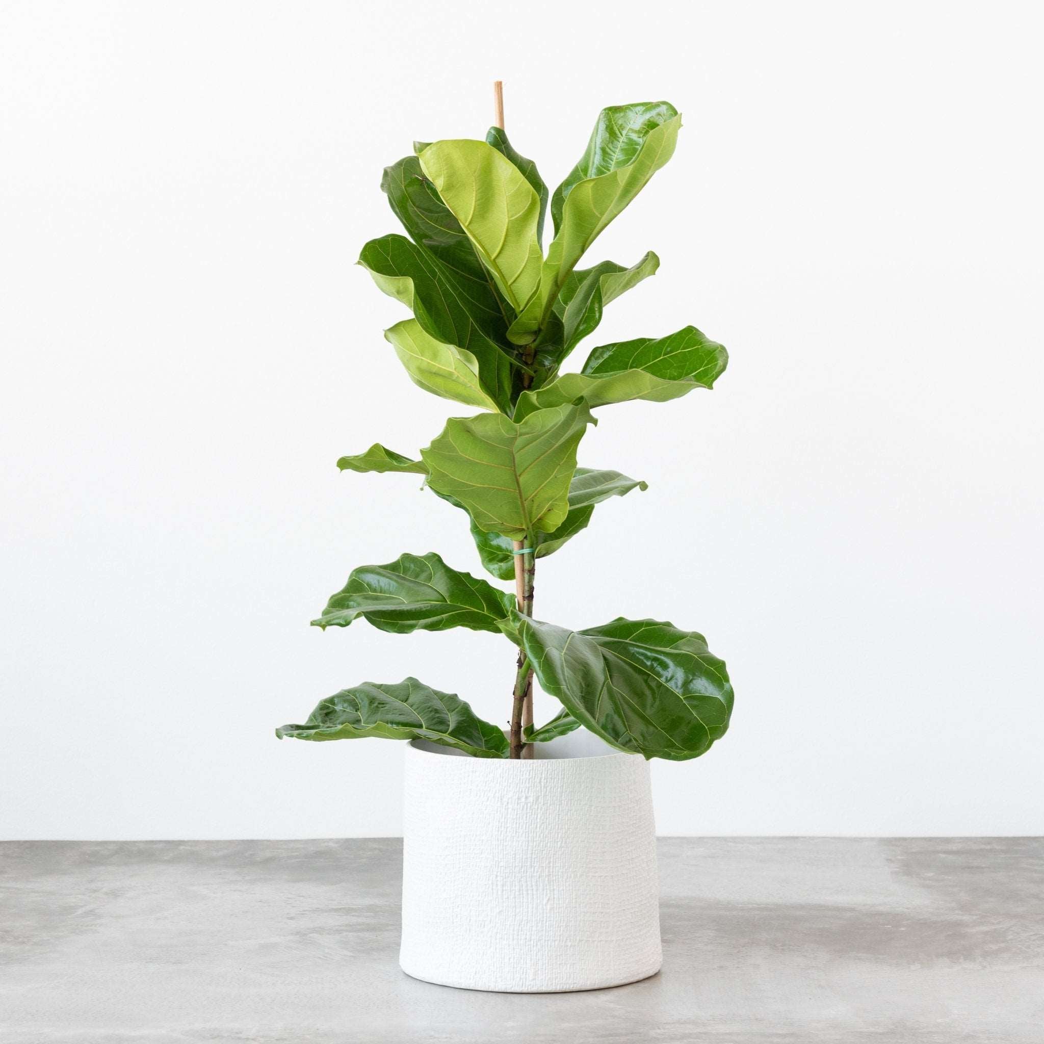 Fiddle Leaf Fig Plant.