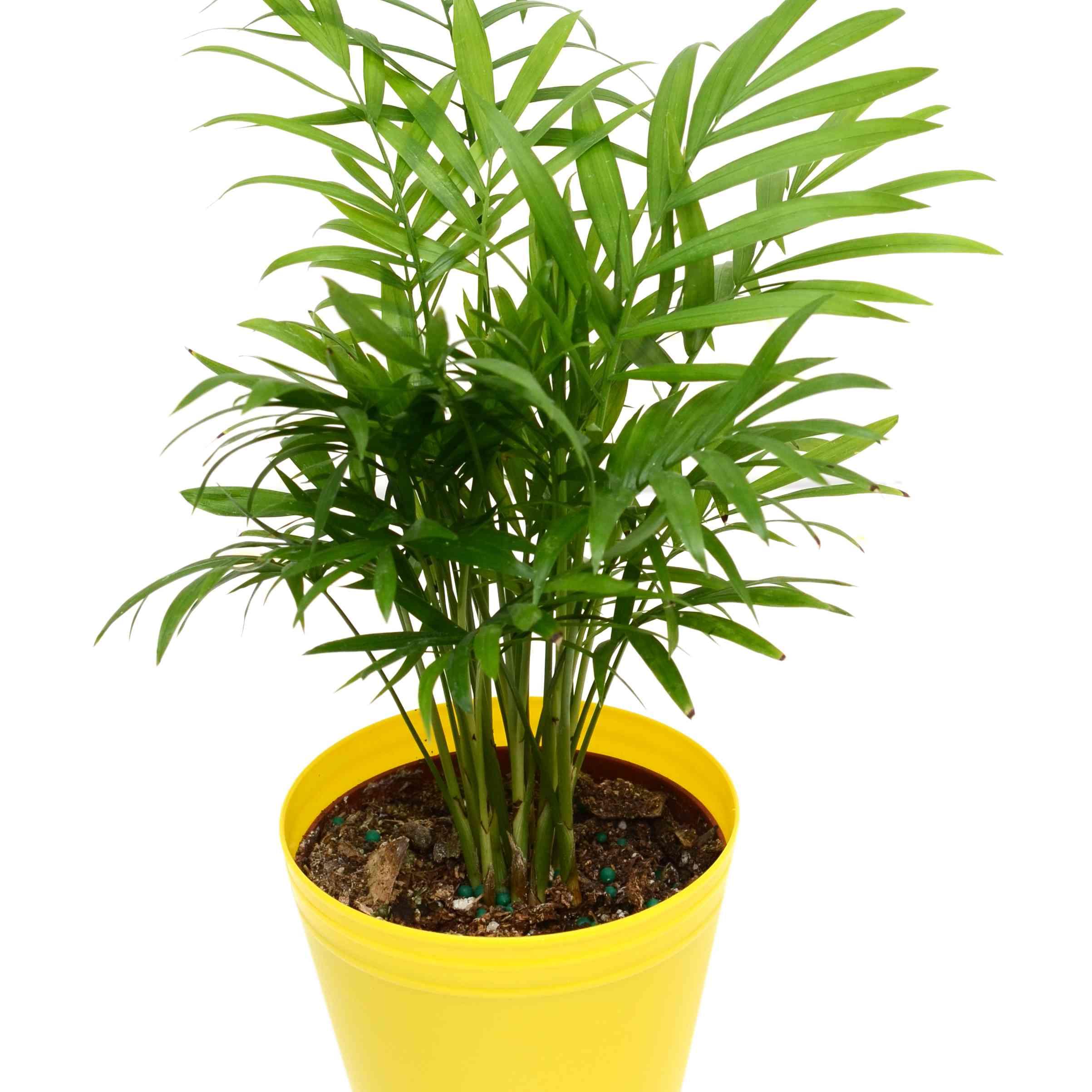 Areca Palm Plant Small.