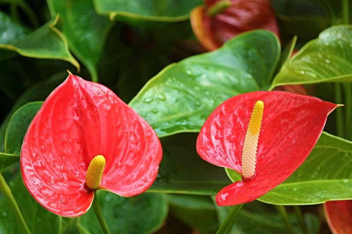 Anthurium Plant.