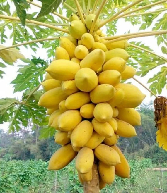 Golden Papaya Fruit Seed Balls - Just Throw & Grow