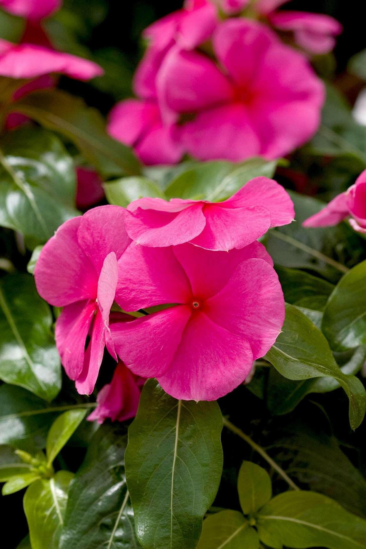 Dark Pink Vinca Plant.