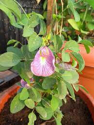 Butterfly Pea Plant - Asian pigeon wings - Clitoria ternatea (Pink).