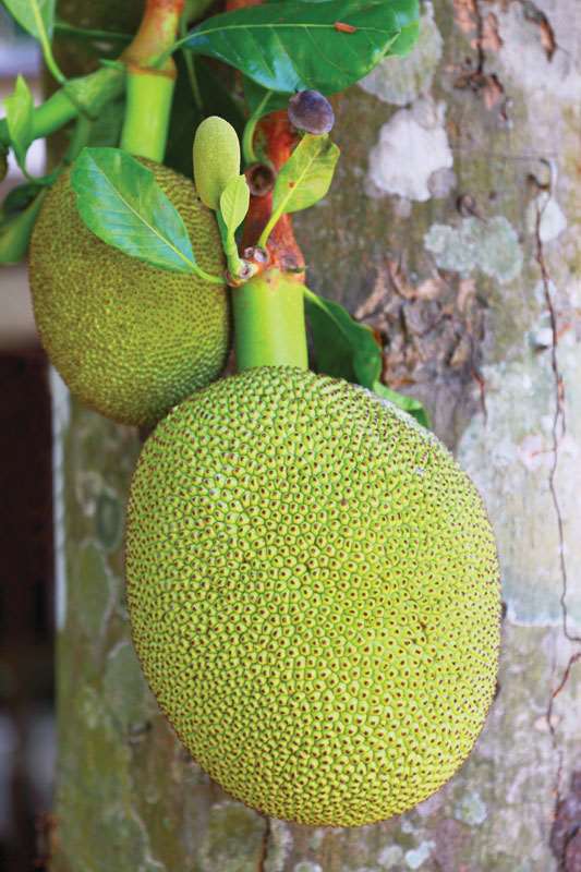 Grafted Jack Fruit Plant.