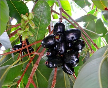 Grafted Jamun Fruit Plant.